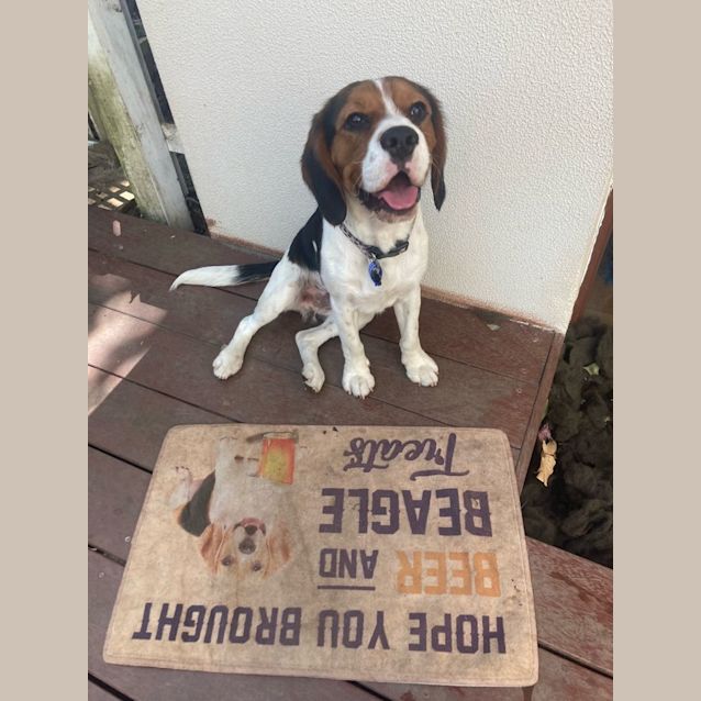 Photo of Charlie   9 Month Old Beagle (Trial)