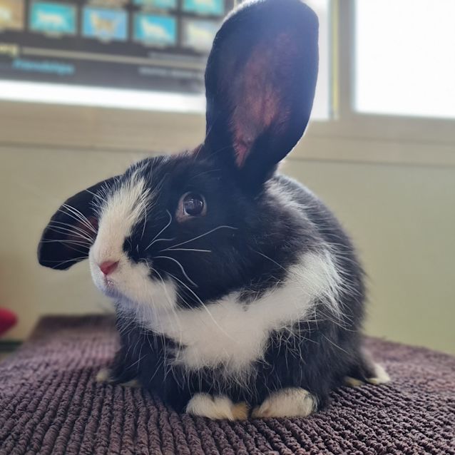 Photo of Scarlet