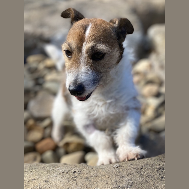 Photo of Luna
