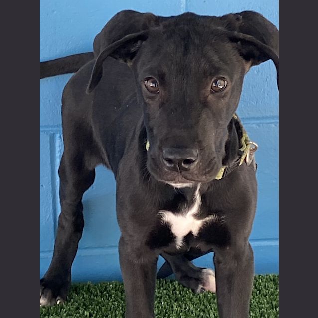 Photo of Chase