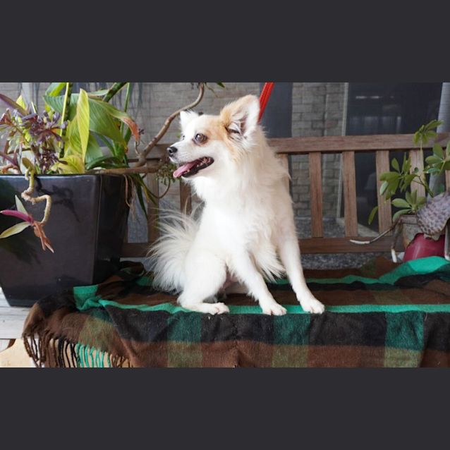Photo of Pappy