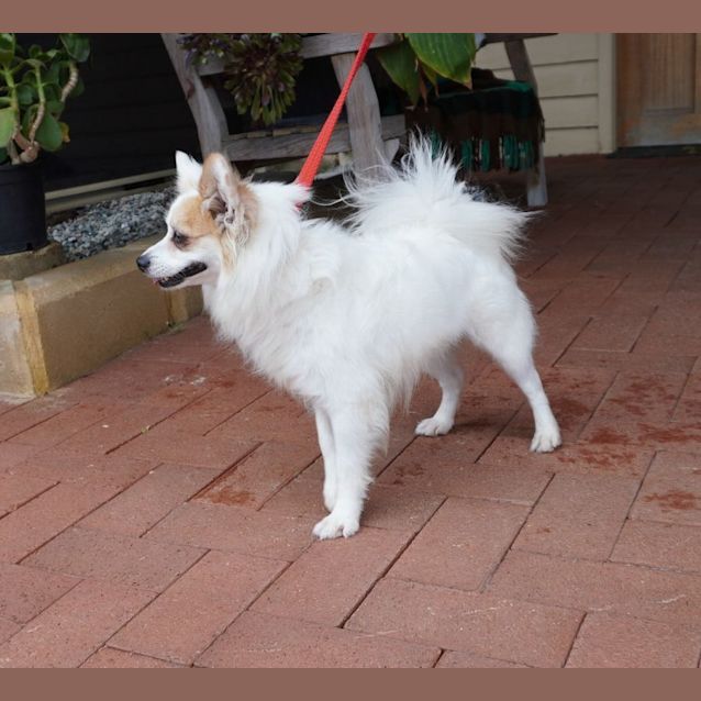 Photo of Pappy