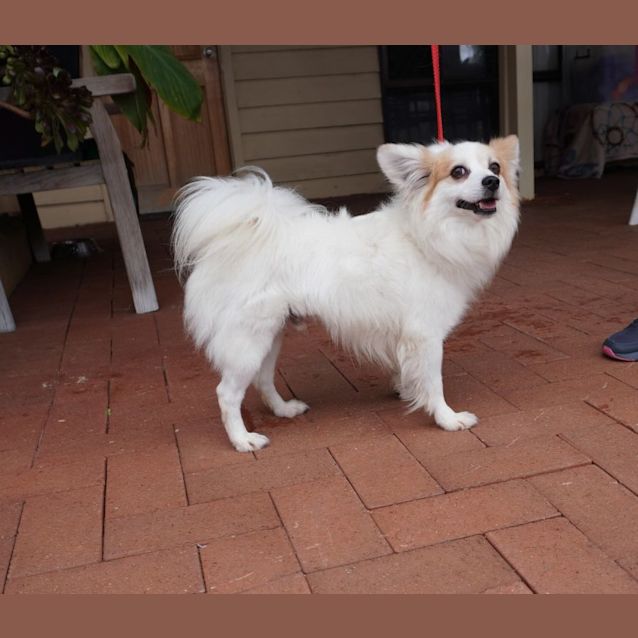 Photo of Pappy