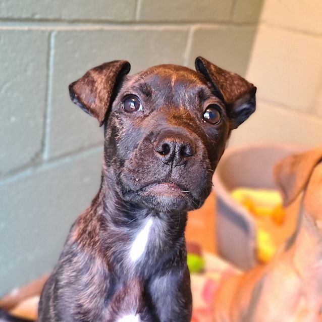 Photo of Buddy