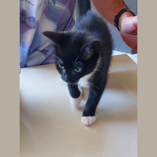 Photo of Luna