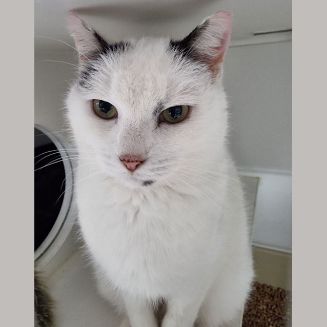 Photo of Percy