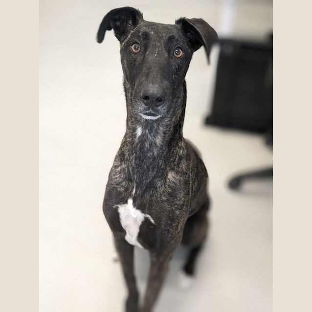 Photo of 🚀 Archie C04629 🚀