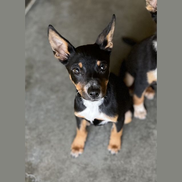 Photo of Sweetie