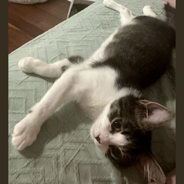 Photo of Mewo