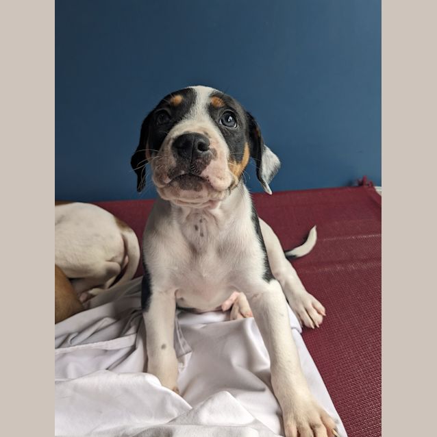 Photo of Comet