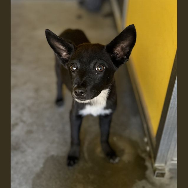 Photo of Chase