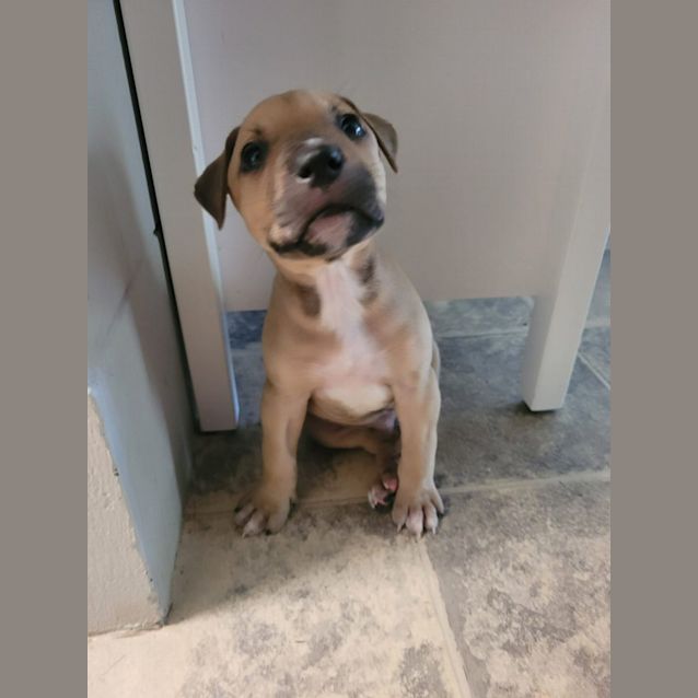 Photo of Bb