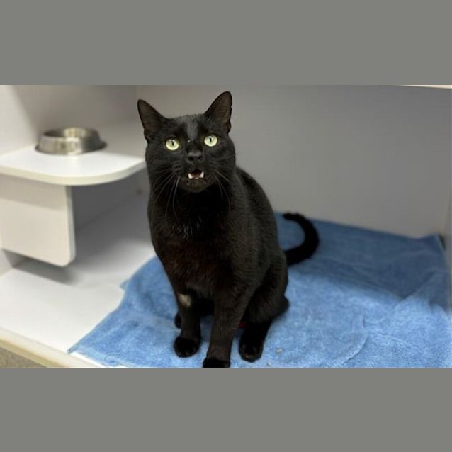 Photo of Onyx