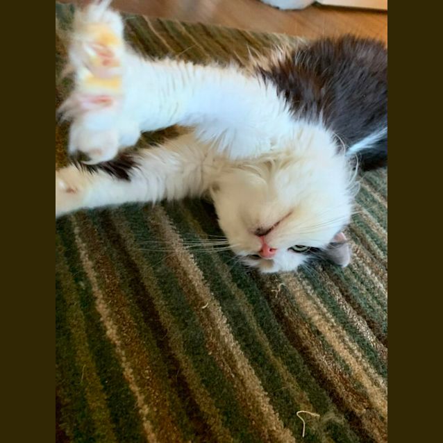 Photo of Peyton   Located In Clifton Hill