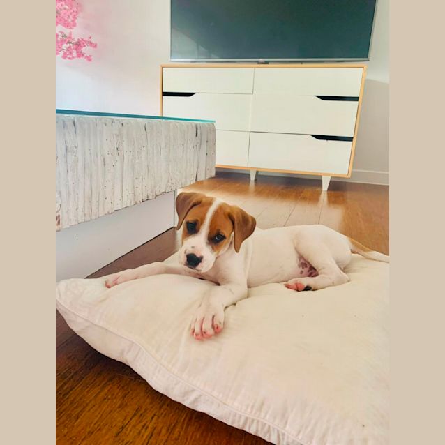 Photo of Whitey