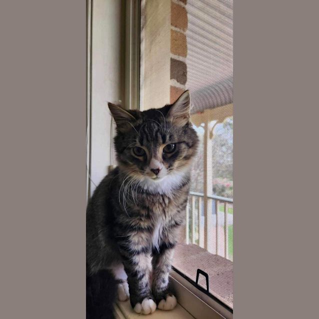 Photo of Lynx