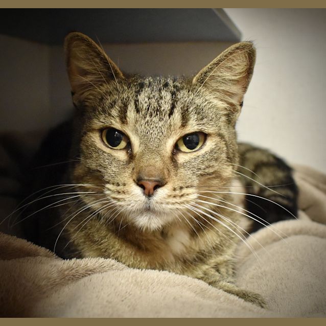 Photo of Juniper