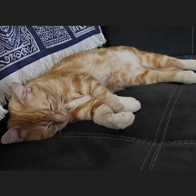 Photo of Paprika
