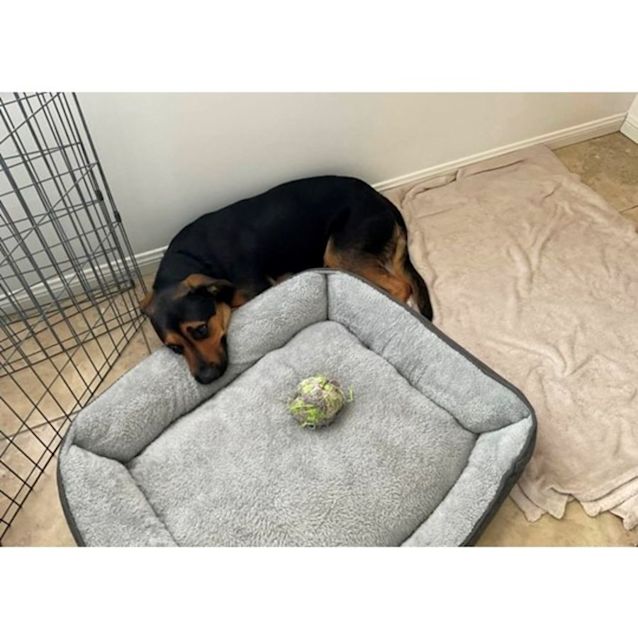 Photo of Beau