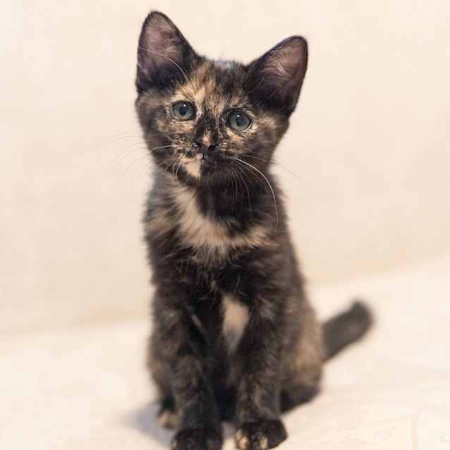 Photo of Mosie