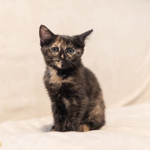 Photo of Mosie