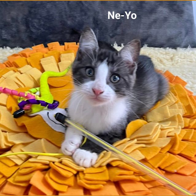 Photo of Ne Yo