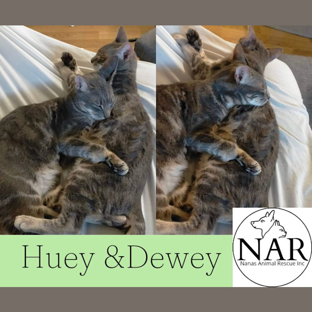 Photo of Huey And Dewey 