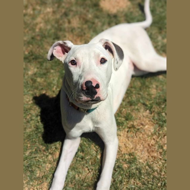 Photo of Nala