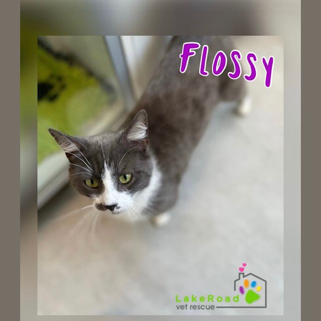 Photo of Flossy