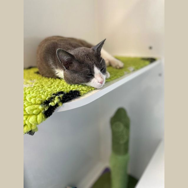 Photo of Grey