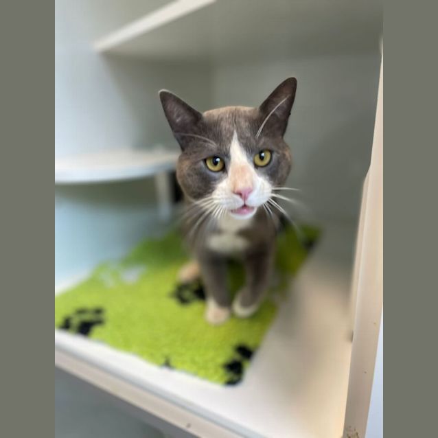 Photo of Grey