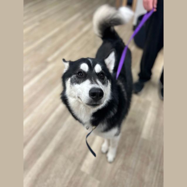 Photo of Loki