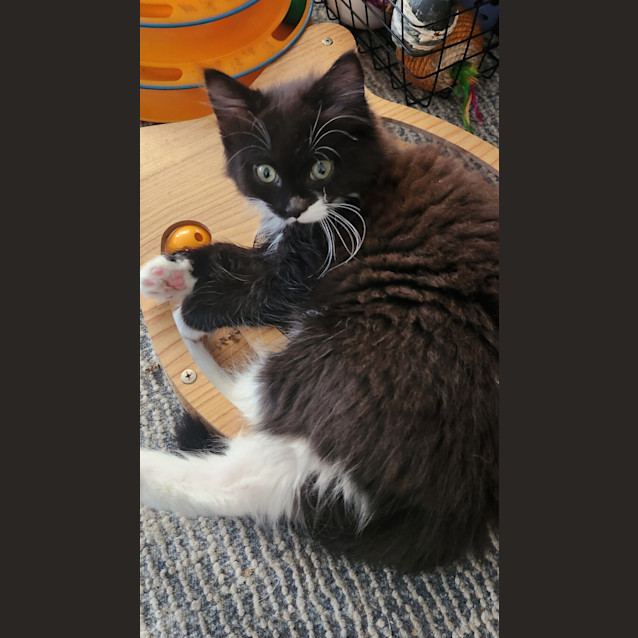 Photo of Luna