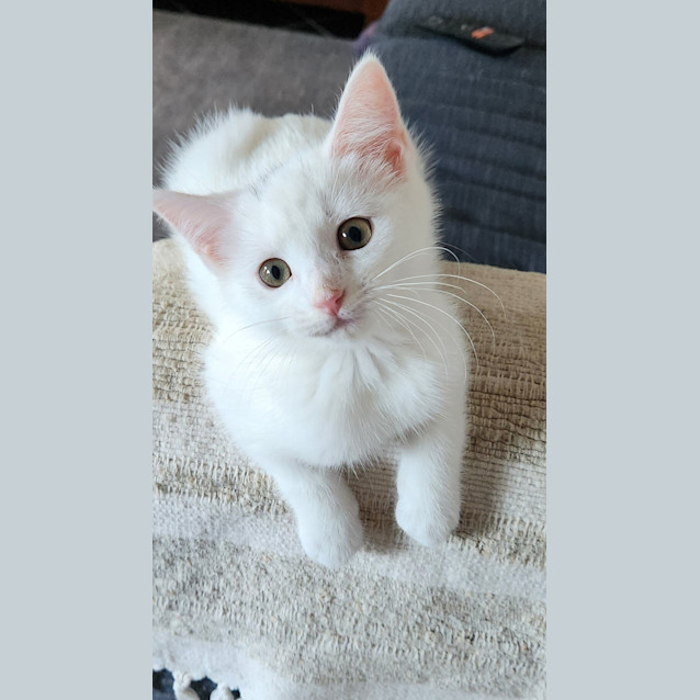 Photo of Latte