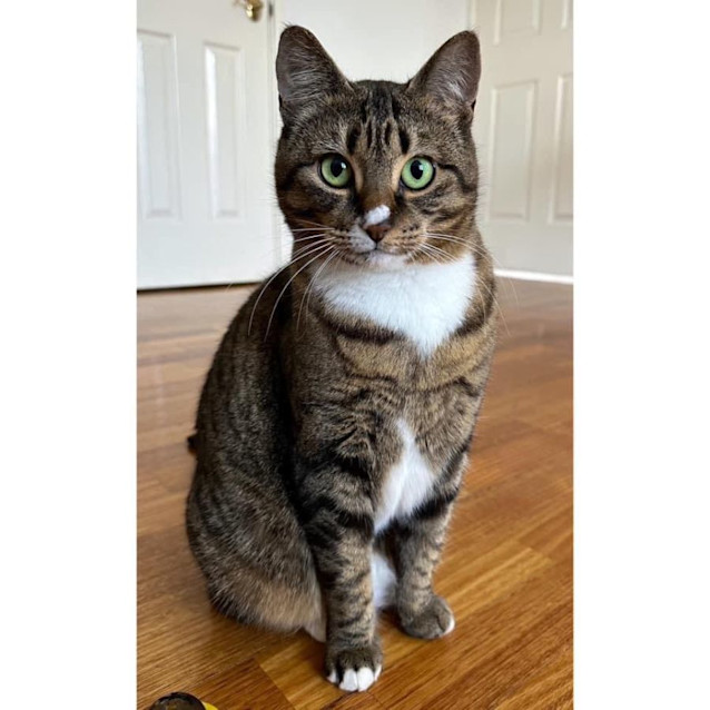 Photo of 4518   Madam Queen Sorrento