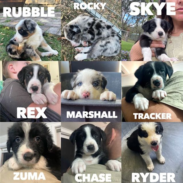 Photo of Rex   8 Week Border Collie (Trial)