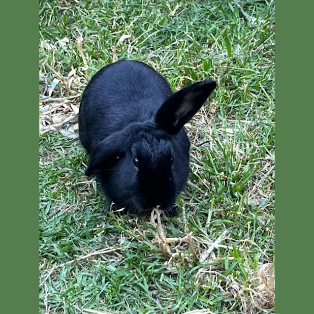 Photo of Nelly & Nibbles 