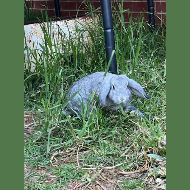 Photo of Nelly & Nibbles 