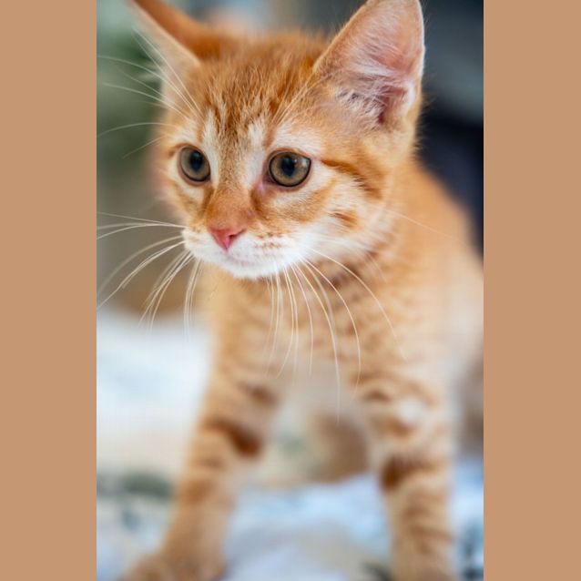Photo of Cheeto