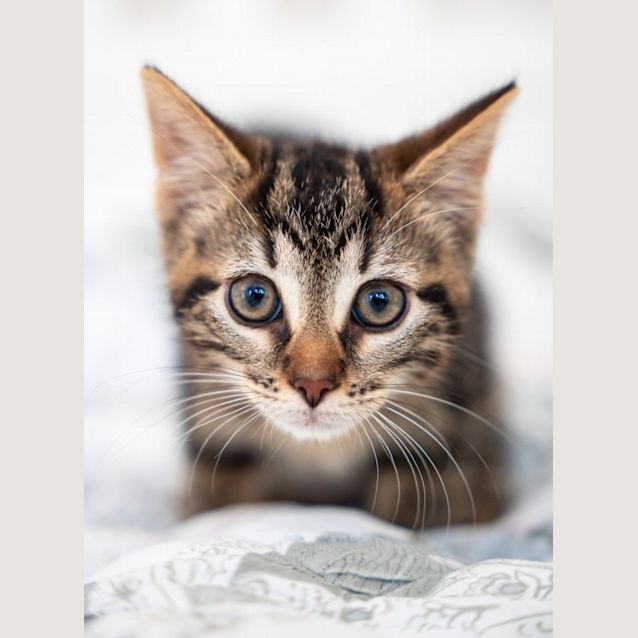Photo of Pebbles