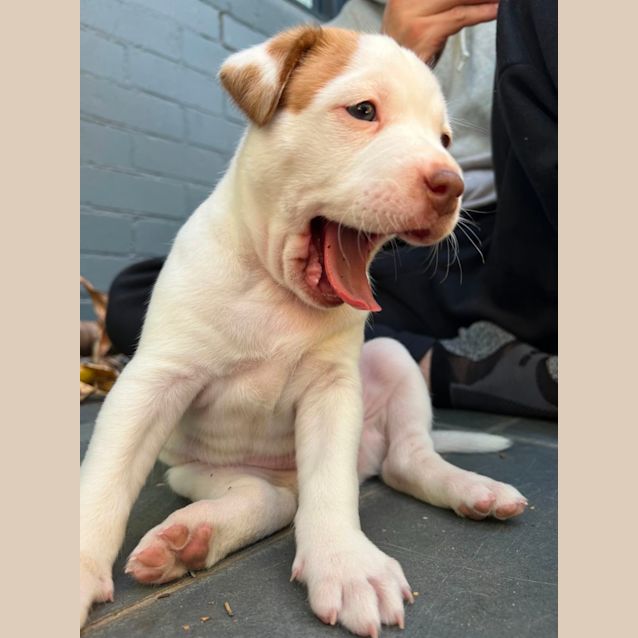 Photo of Marshmallow