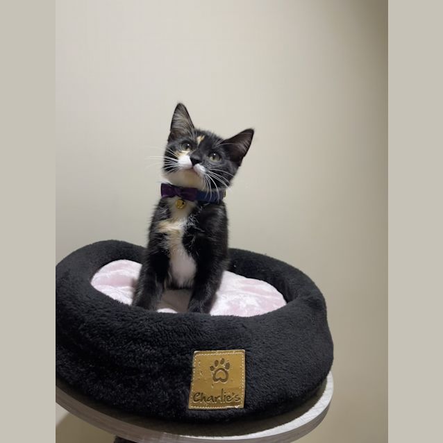 Photo of Princess Diana