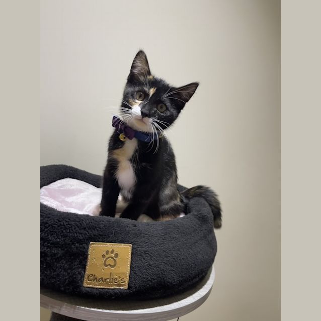 Photo of Princess Diana