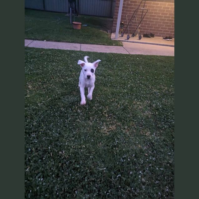 Photo of Spot