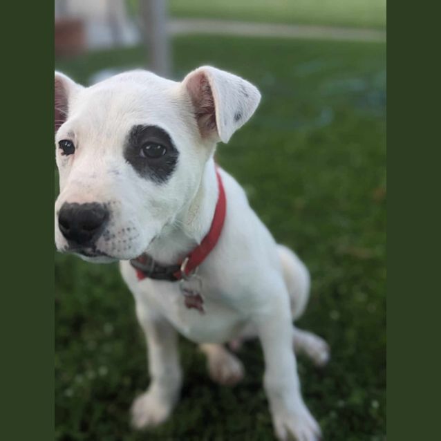 Photo of Spot
