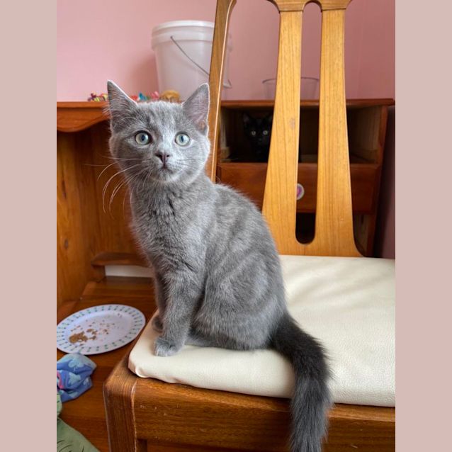 Photo of Misty