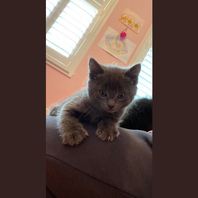 Photo of Misty