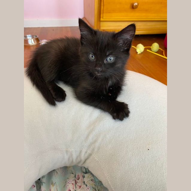 Photo of Moondust