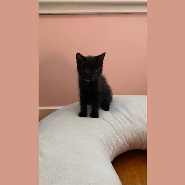 Photo of Moondust