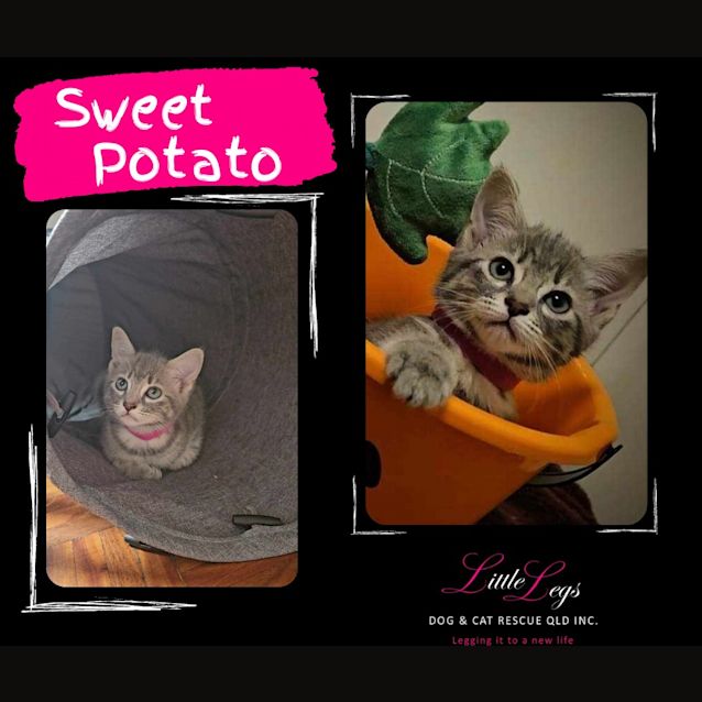 Photo of Sweet Potato